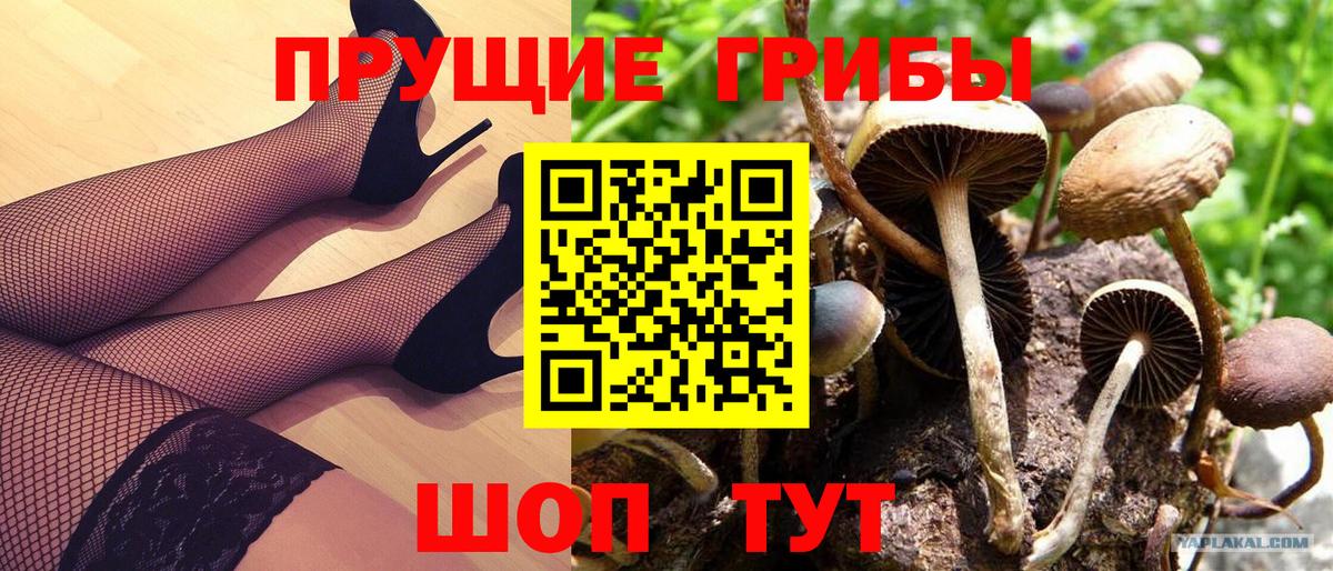 Сызрань  Псилоцибиновые грибы мицелий  Псилоцибиновые грибы Psilocybine cubensis  Вход с VPN 